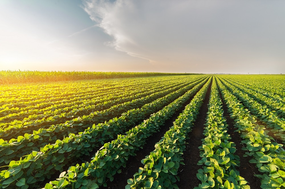植物性食品中心の食生活への移行でCO2を1,000億トン削減。蘭ライデン大学らの論文