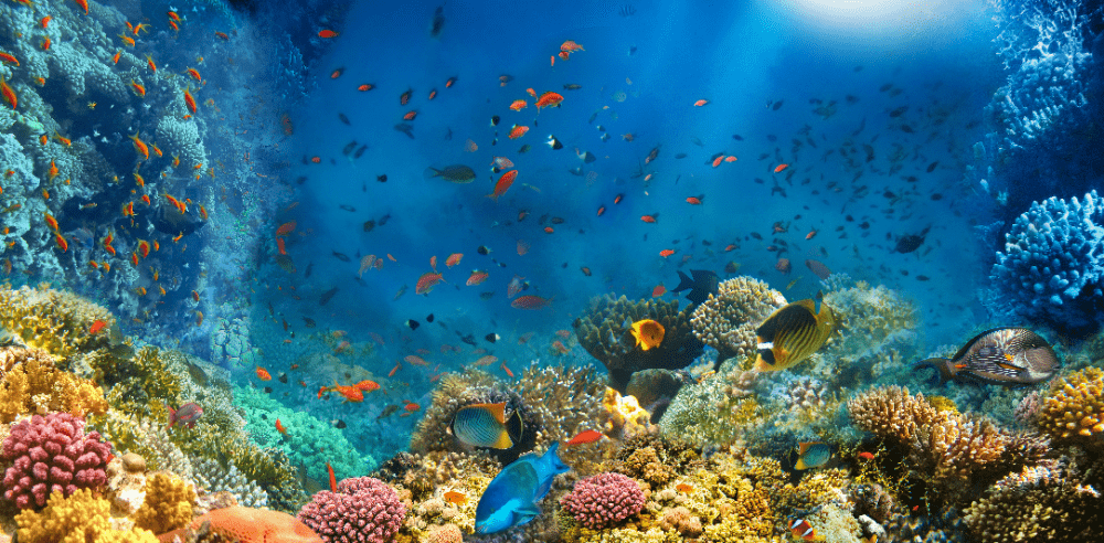 海洋保全が気候変動対策に貢献。フランス国立科学研究センターらの報告