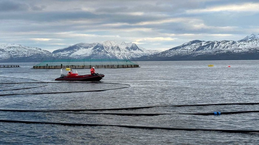 鮭と昆布の複合養殖の実証、ノルウェーで開始。相互の利益を検証