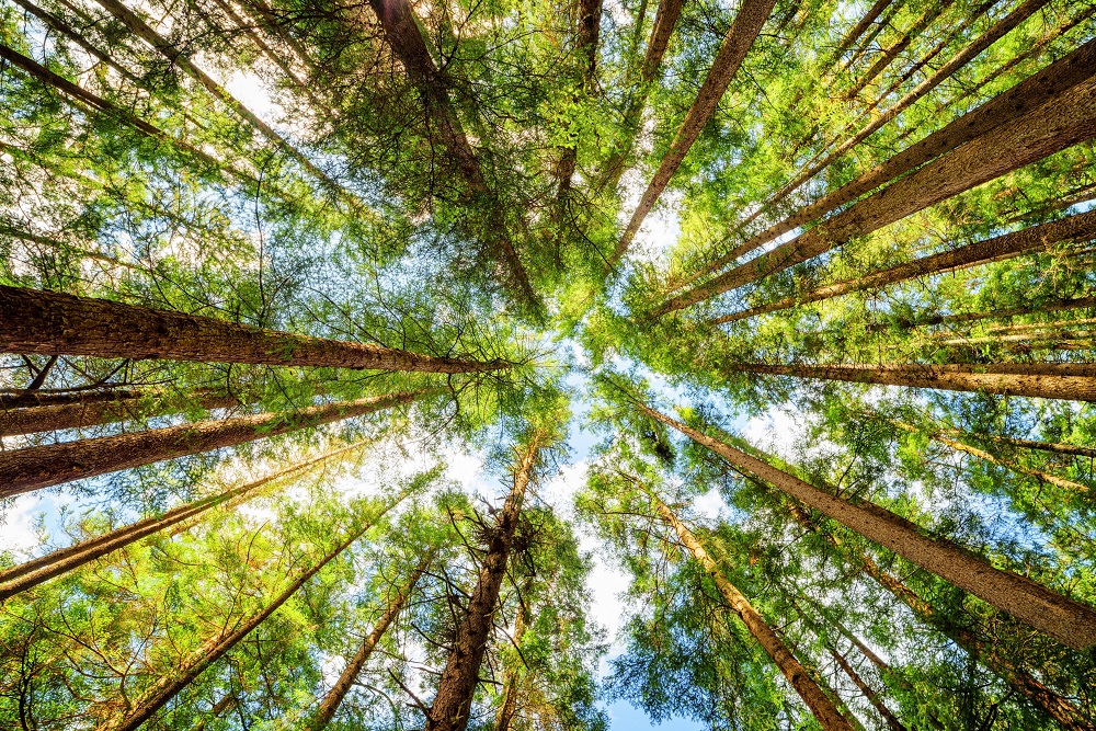EU理事会、世界の森林減少抑制に向けた新規制を採択