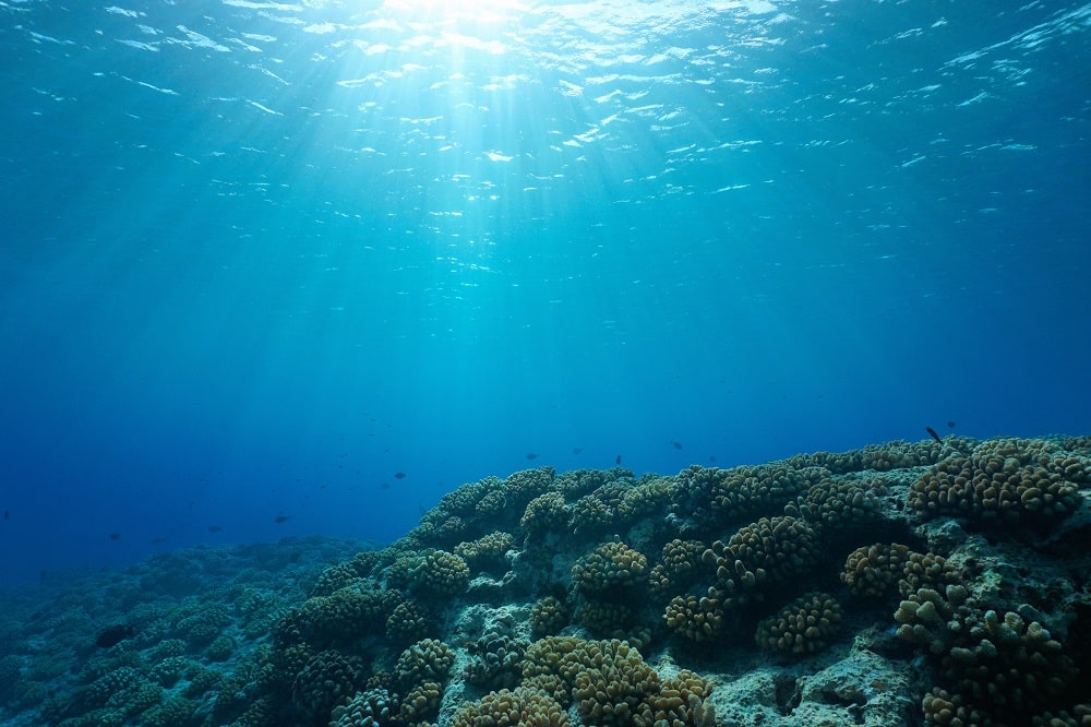 国連、公海の生物多様性保護協定を採択。海洋の3分の2以上が対象