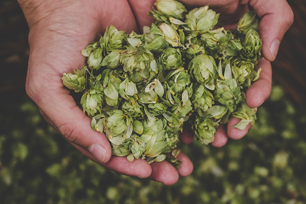 英ビール醸造所、カーボンネガティブビールを発表。環境再生型農業採用・ホップをリユース