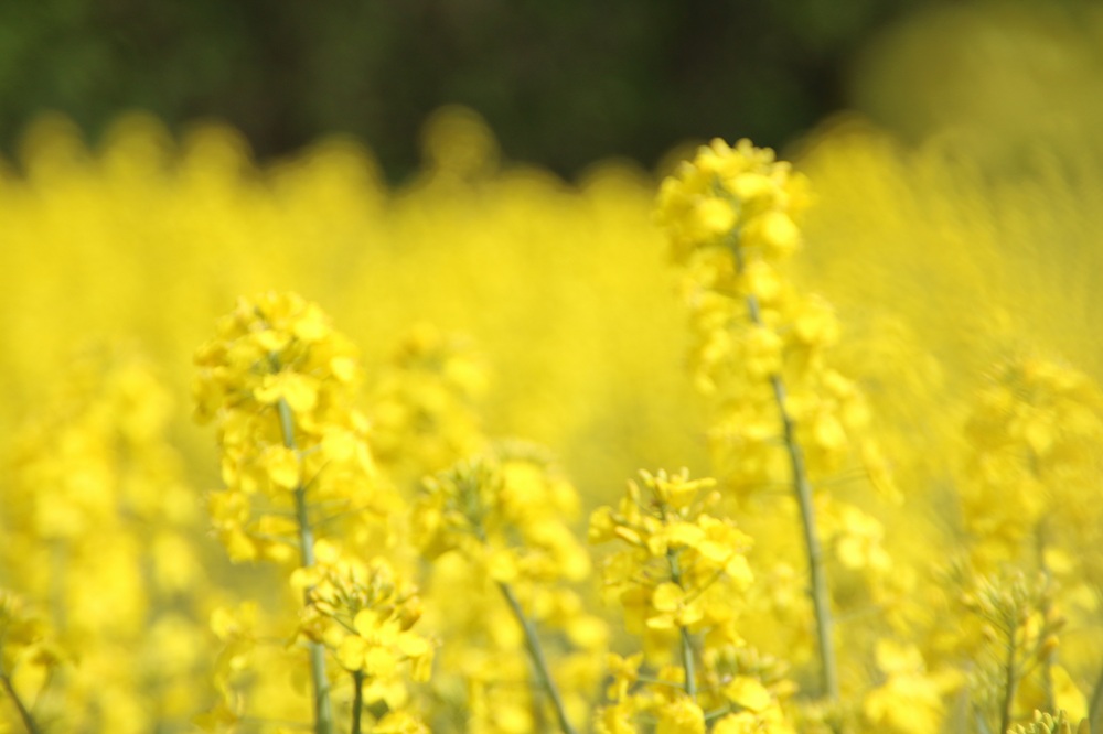 欧州委、新たな「バイオエコノミー戦略」を発表。競争力・レジリエンスを推進