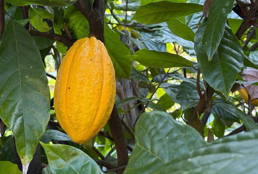 欧州議会とEU理事会、EU森林破壊防止規則で暫定合意