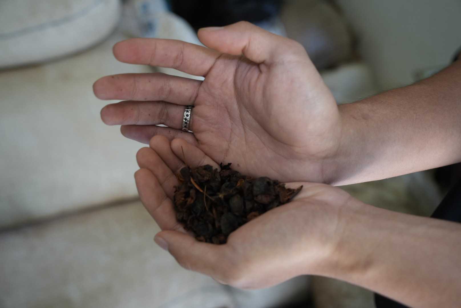 コーヒーパルプの乾燥物