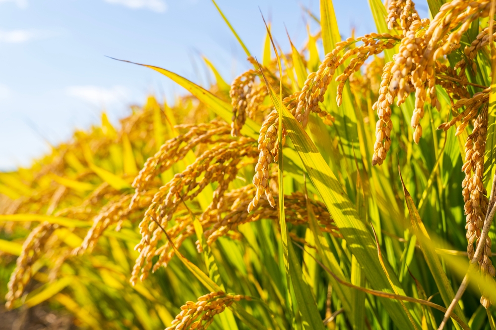 松屋フーズとタックジャパン、店舗残渣由来の堆肥で育てた米を店舗提供へ。直接取引で生産者の収益向上もねらう