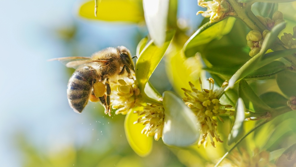 サステナビリティ報告の国際団体GRI、企業の生物多様性報告を支援する新ガイドを公表